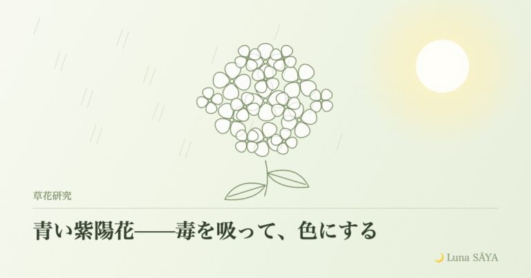 青い紫陽花