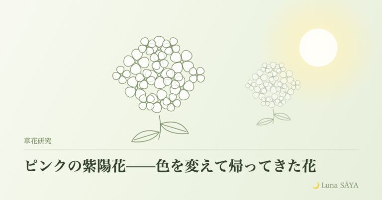 ピンクの紫陽花