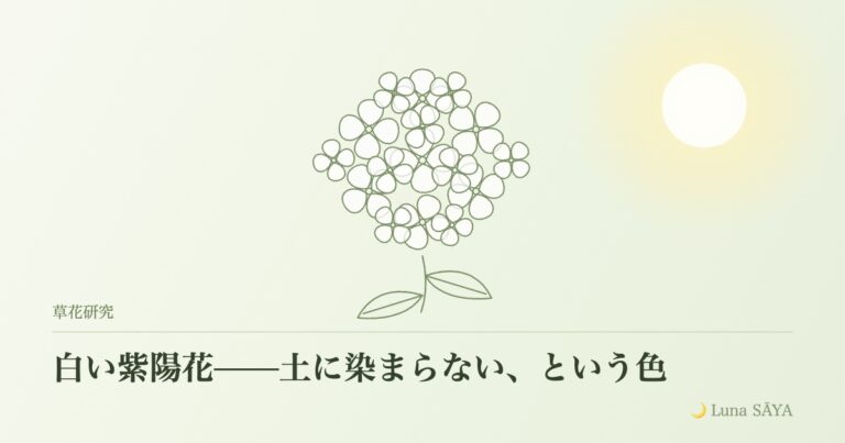 白い紫陽花